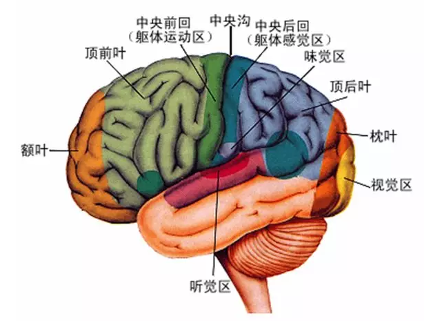 經(jīng)顱磁刺激治療你知道多少？